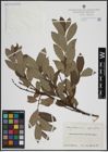 Foto von Salix atrocinerea Brot. x Salix phylicifolia L.